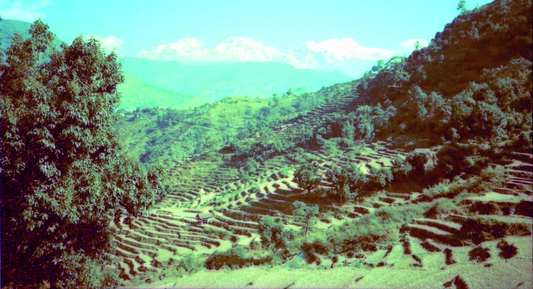 Terraced rice paddies on route from Marsayangdi Valley to Pokhara