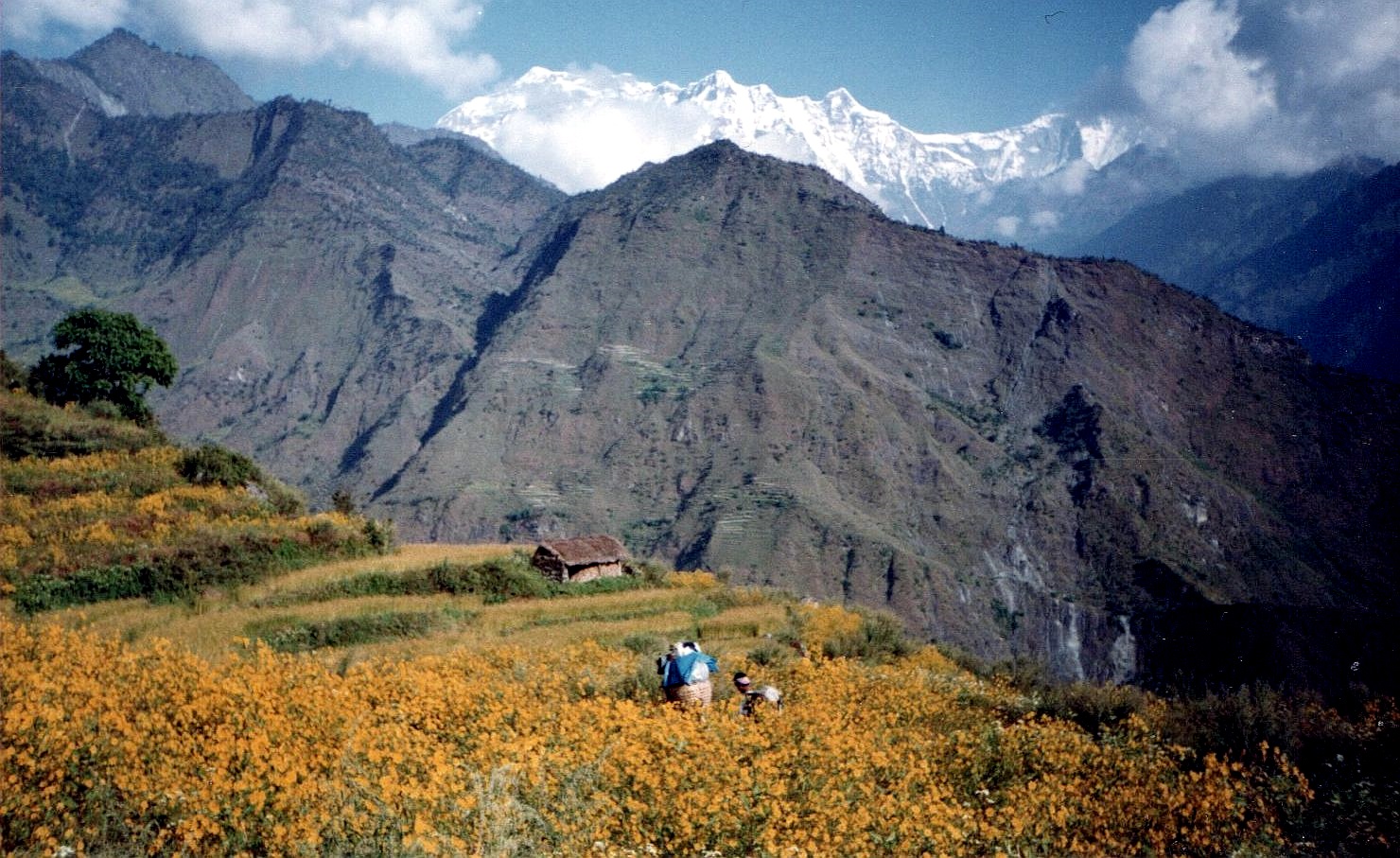 Gurja Himal ( 7193m ) from Sibang in the Dhaulagiri Region