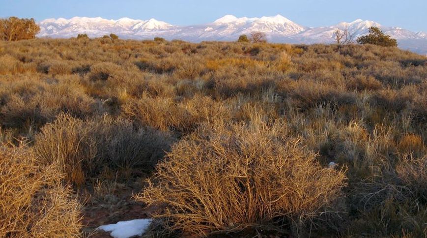 La Sal Mountains from Canyonlands NP