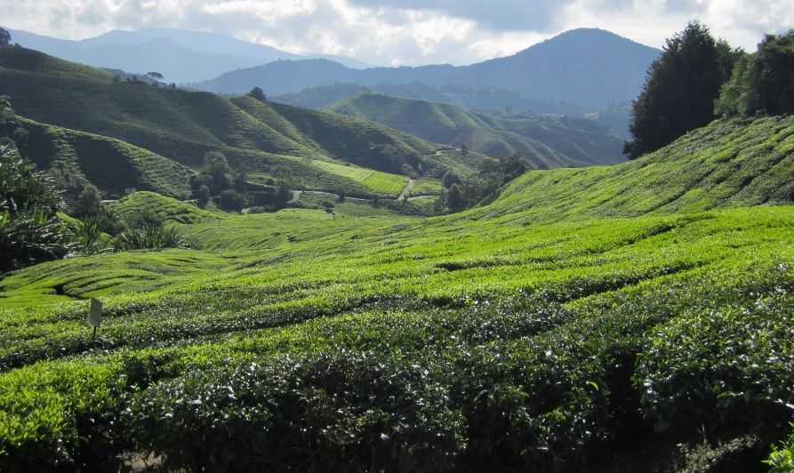 Tea Plantations in Cameron Highlands