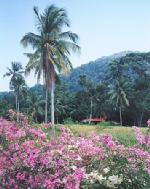 Pangkor_blossom.jpg