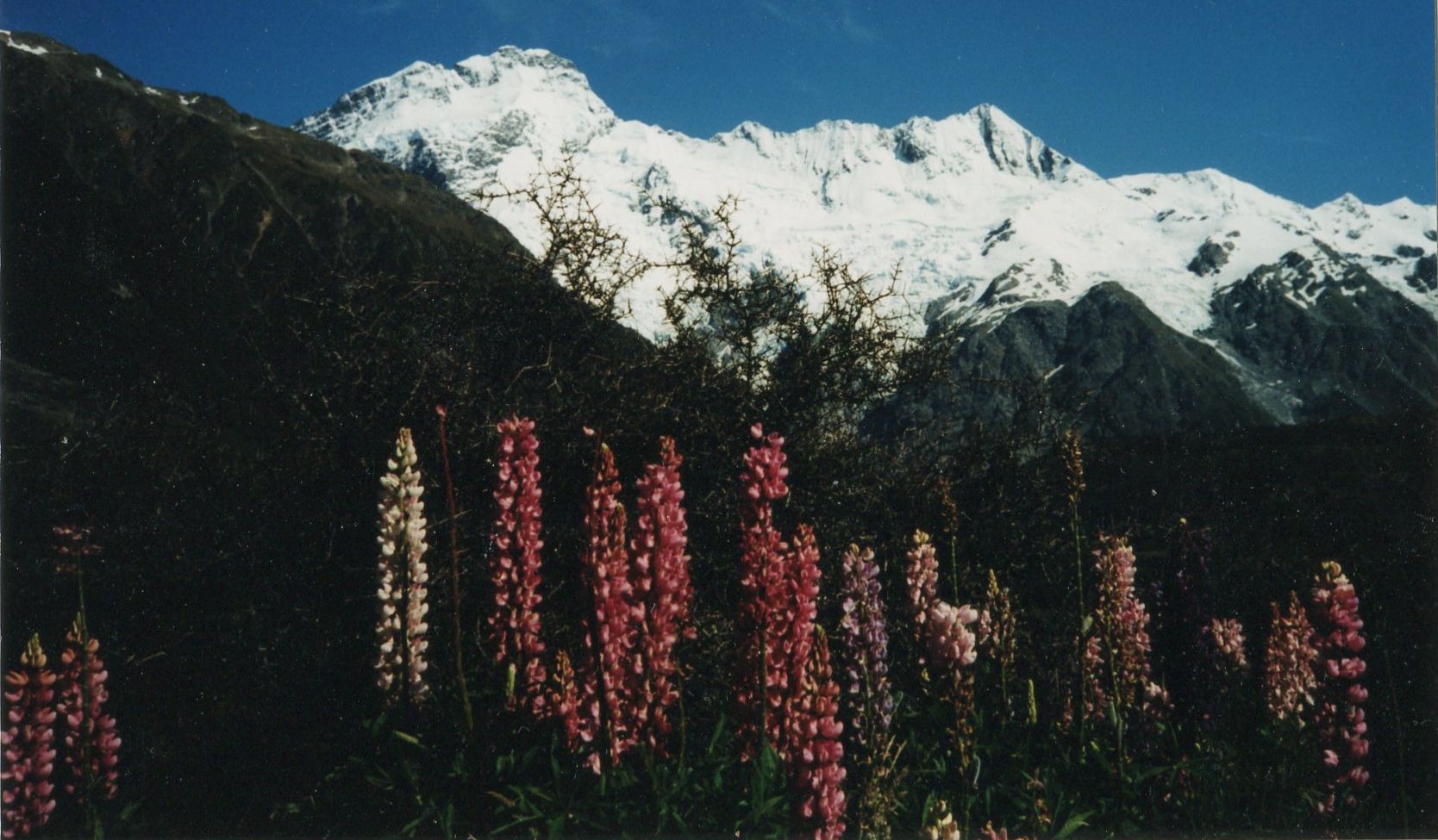 Mount Sefton from Mount Cook National Park