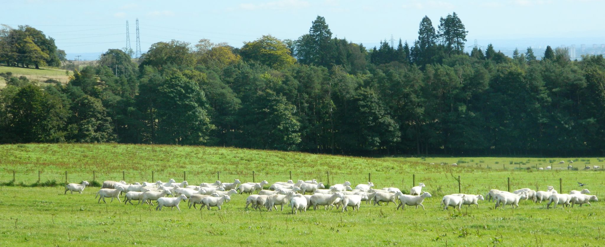 Sheep at Cochno Farm