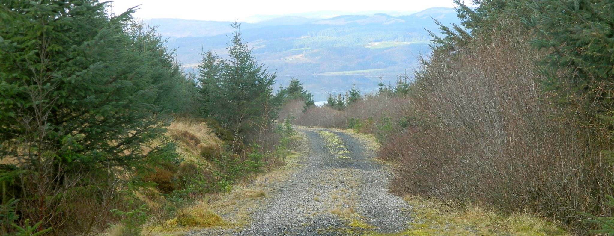 Forest track on ascent to Cruach nan Capull