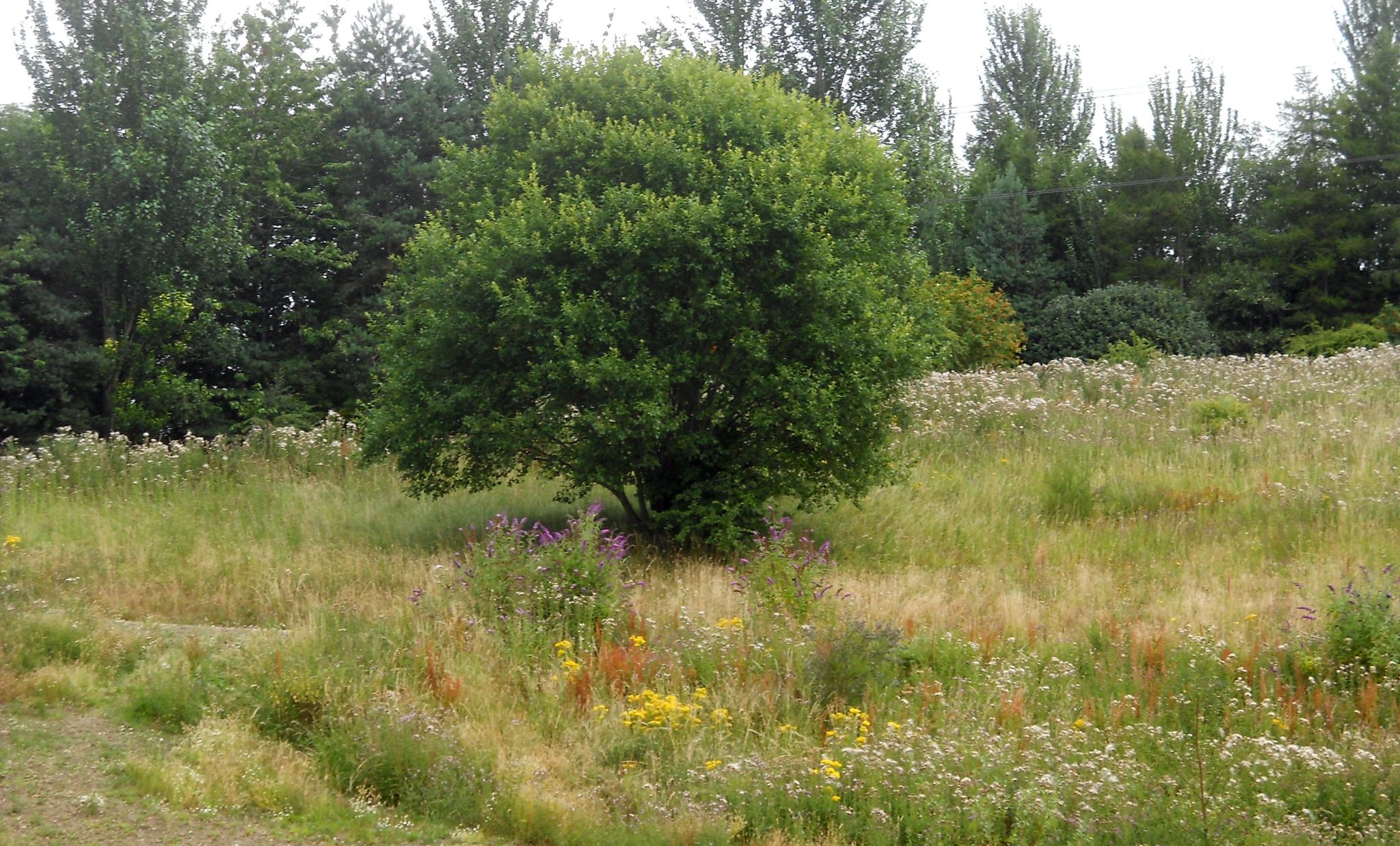 Claypits Nature & Wildlife Reserve