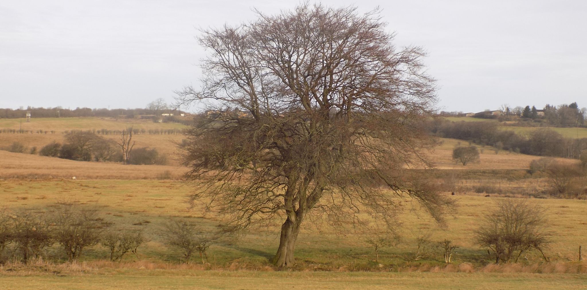 Countryside on cycle route from Airdrie to Hillend Reservoir