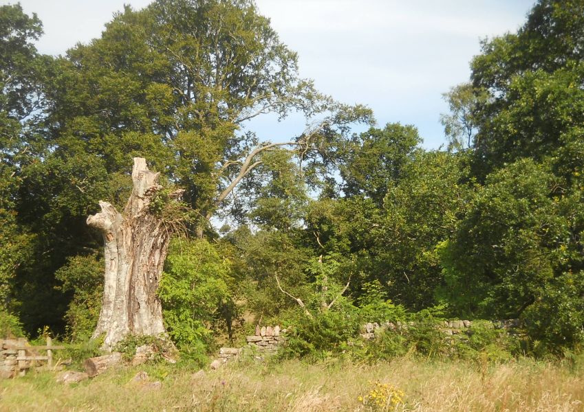 Woodlands in Killearn Glen