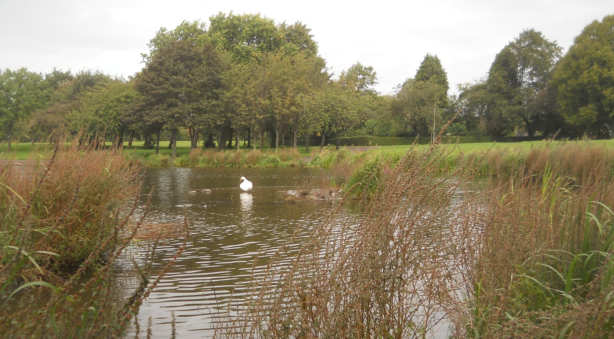 Boating Pond in Knightswood Park