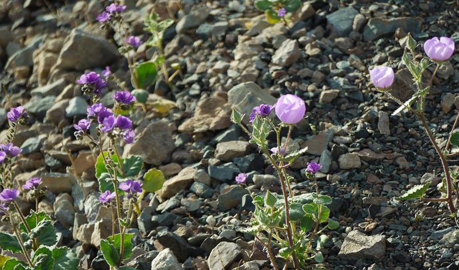 Desert Flowers in Death Valley